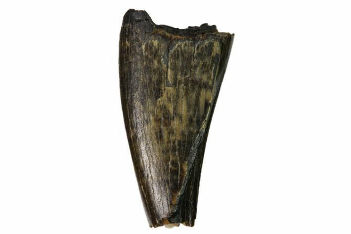 Bargain, Tyrannosaur Premax Tooth - Judith River Formation #164653